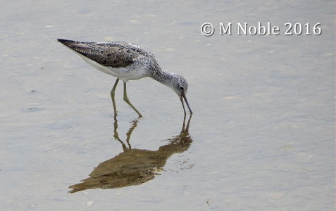 greenshank (Tringa nebularia) M Noble